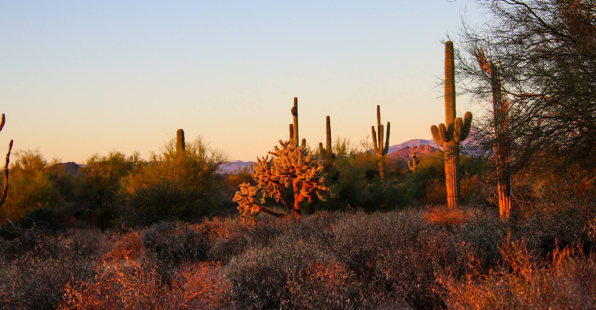 Saguaro cacti and desert brush glowing in the warm light of an Arizona desert sunset